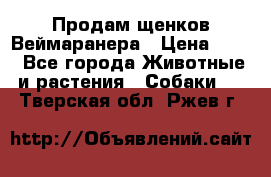 Продам щенков Веймаранера › Цена ­ 30 - Все города Животные и растения » Собаки   . Тверская обл.,Ржев г.